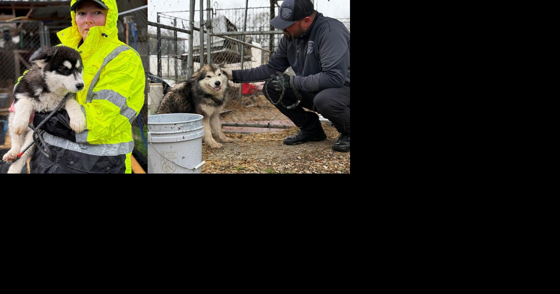 Over 50 animals rescued from southwestern Missouri facility | State ...