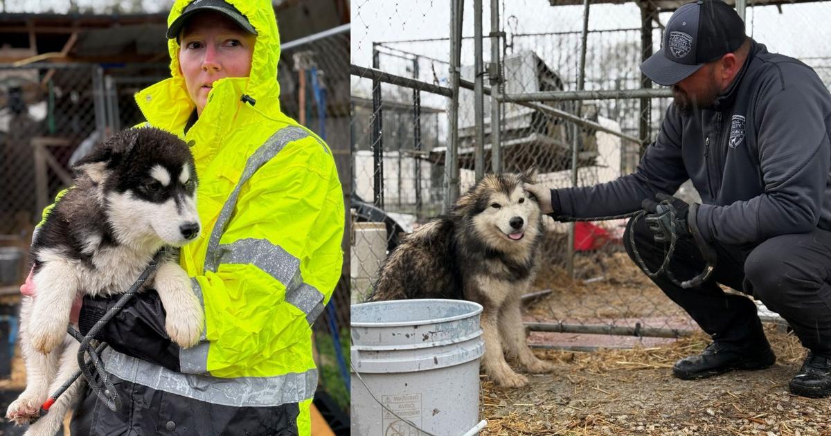 Missouri Rescue Over 50 animals rescued from southwestern Missouri facility | State ...