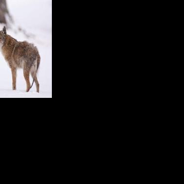 Missouri Department of Conservation extends thermal coyote hunting season