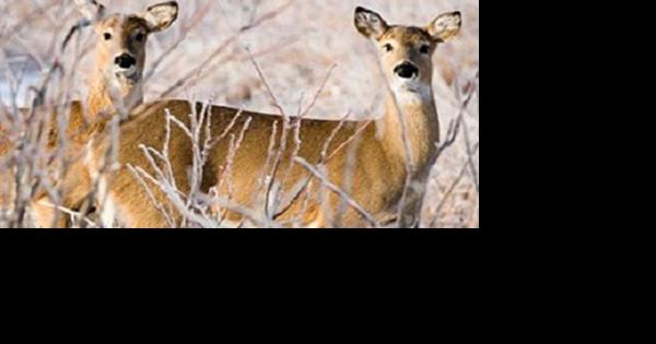 Archery allowed in Bonnie View for deer hunting season | Mid-Missouri News - Vimarsana News