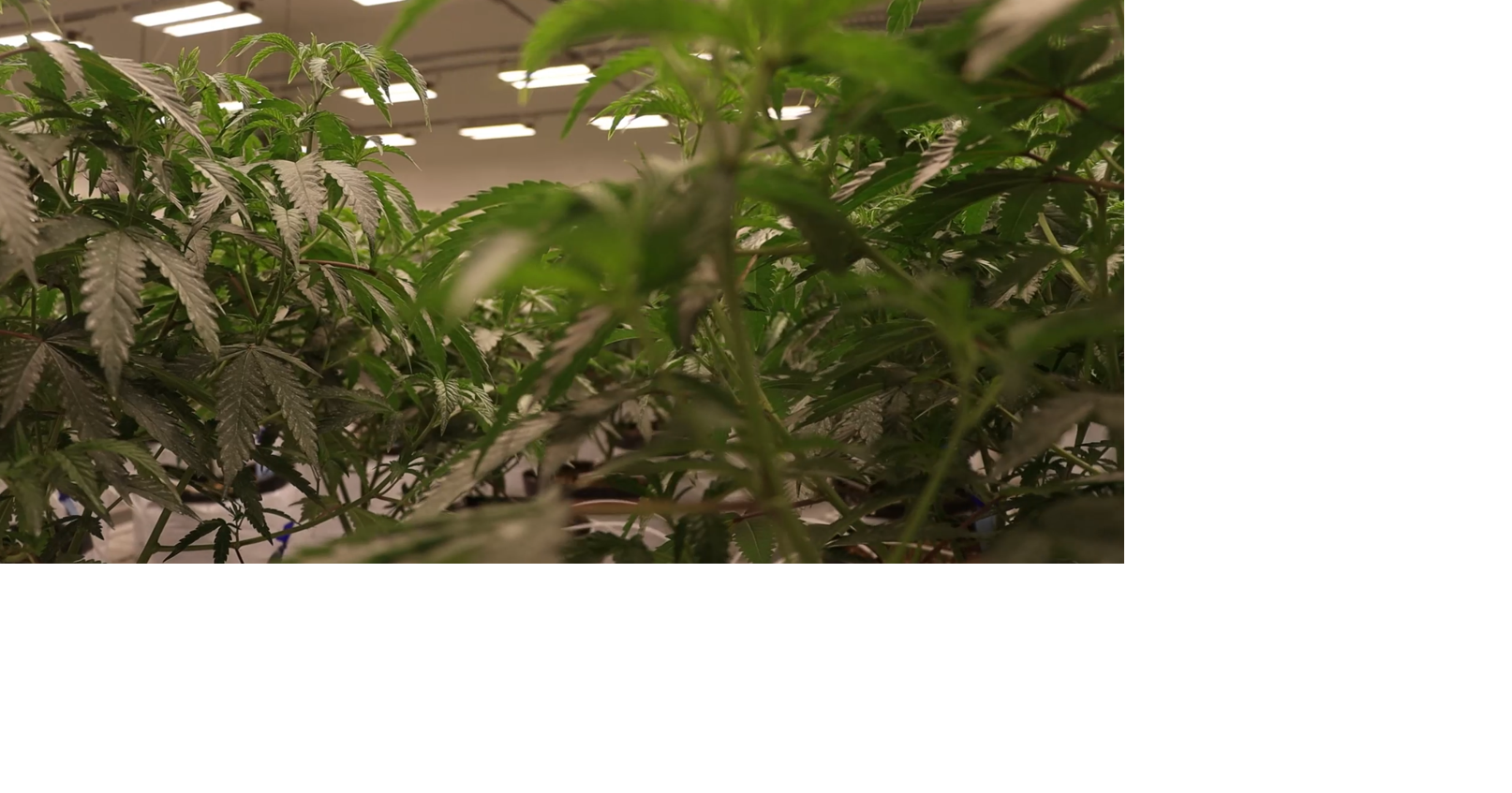 Missouri cannabis industry reacts to presidential order over marijuana reclassification