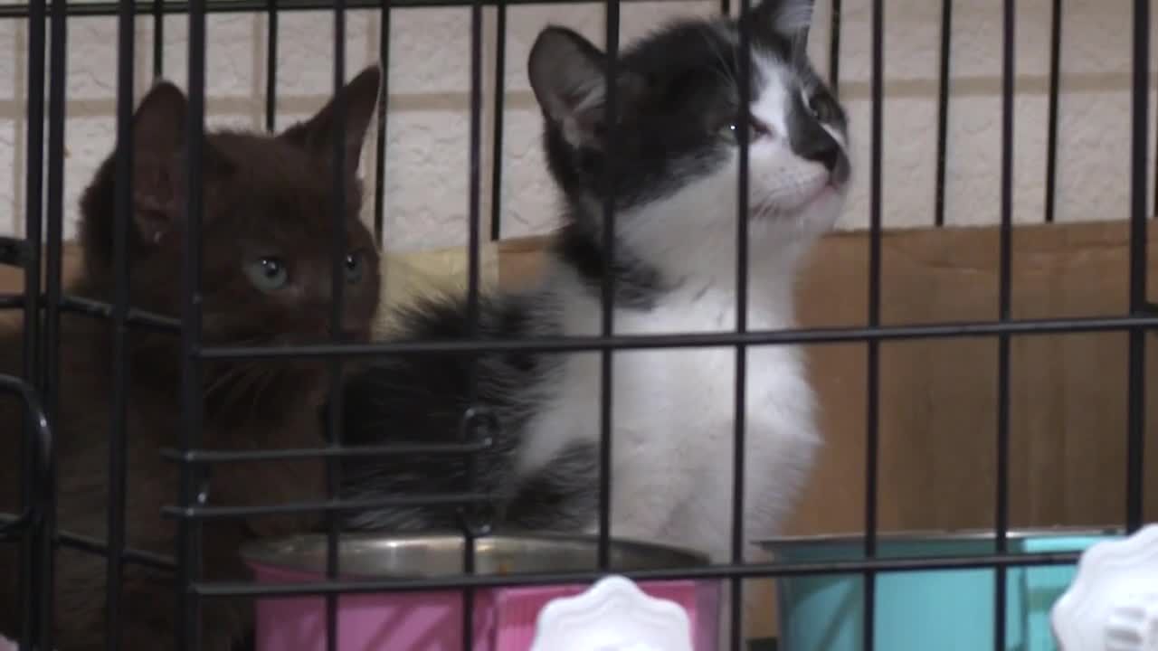 VIDEO: Columbia woman devotes to helping the community by caring for stray kittens