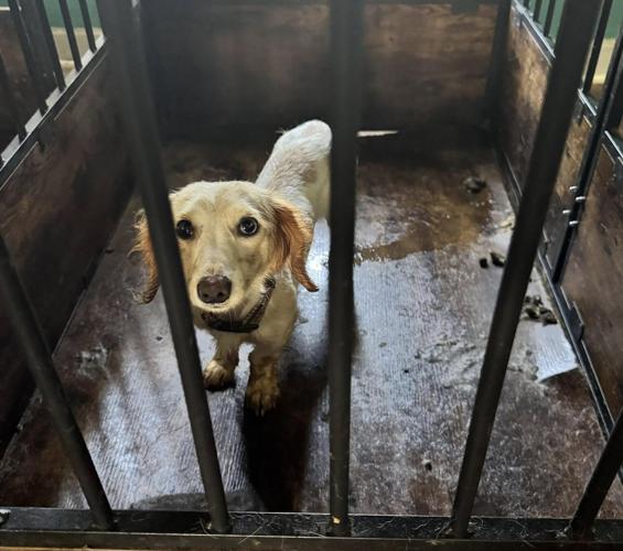 Owners accused of neglect after dogs found malnourished in Chariton County
