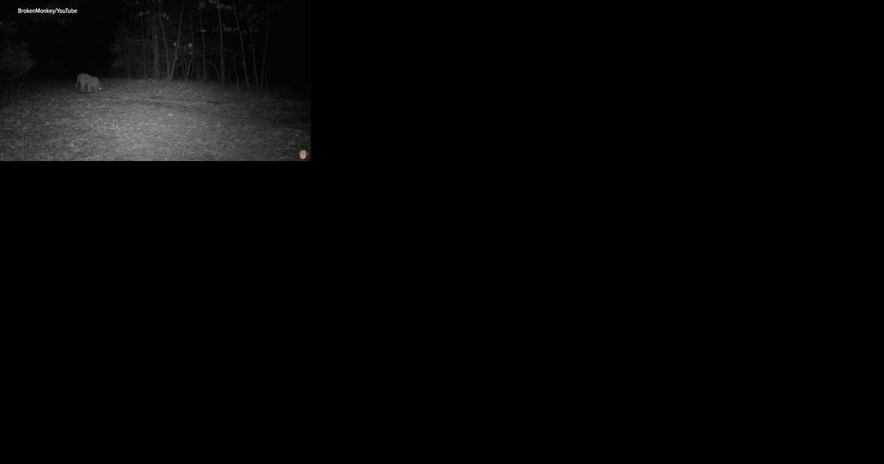 MDC confirms mountain lion captured on trail camera in northern Boone County - Vimarsana News