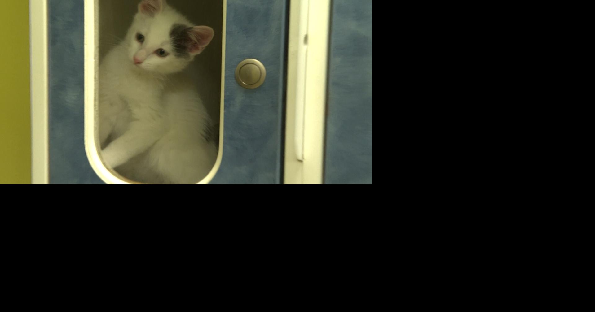 Respiratory virus in cats present at Central Missouri Humane Society