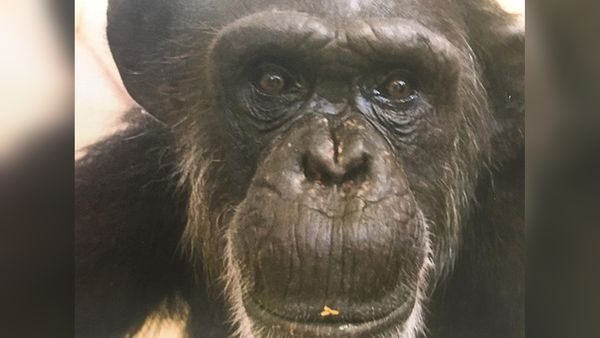 Kansas City Zoo mourns death of 55 year old chimp | News | komu.com
