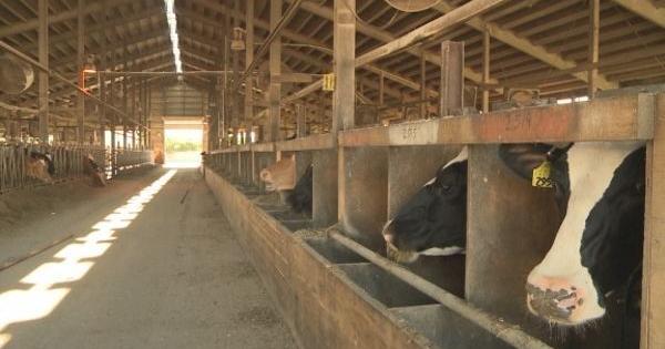 Dairy cattle must be tested for bird flu before moving between states, agriculture officials say - Vimarsana News