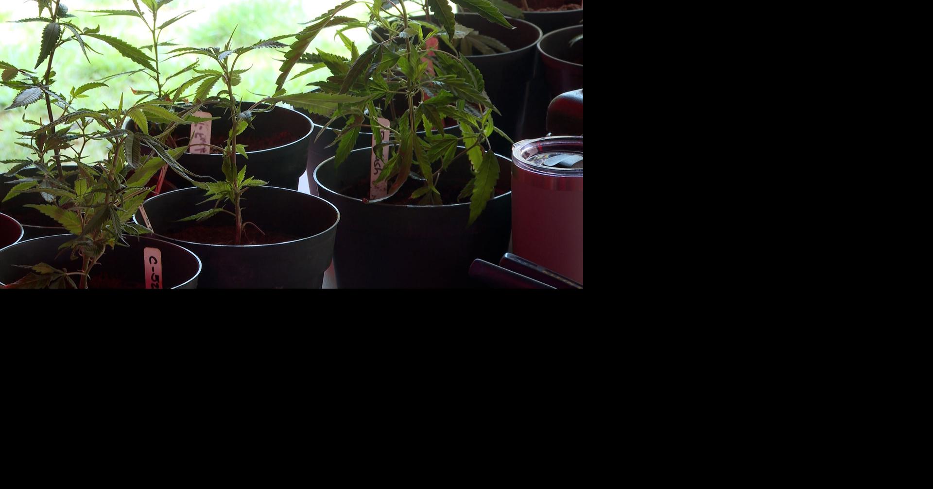 MidMO Canna Expo kicks off its first 4/20 celebration since