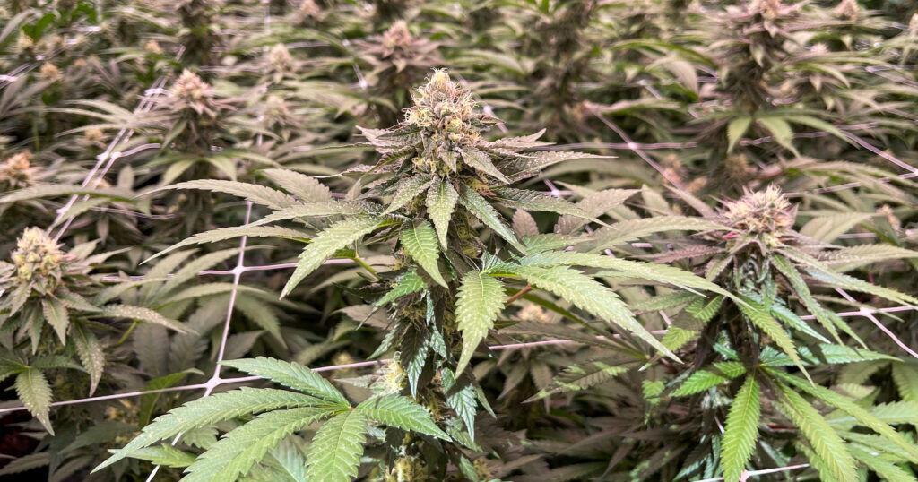 DHSS publishes first draft proposal for cannabis curbside pick up