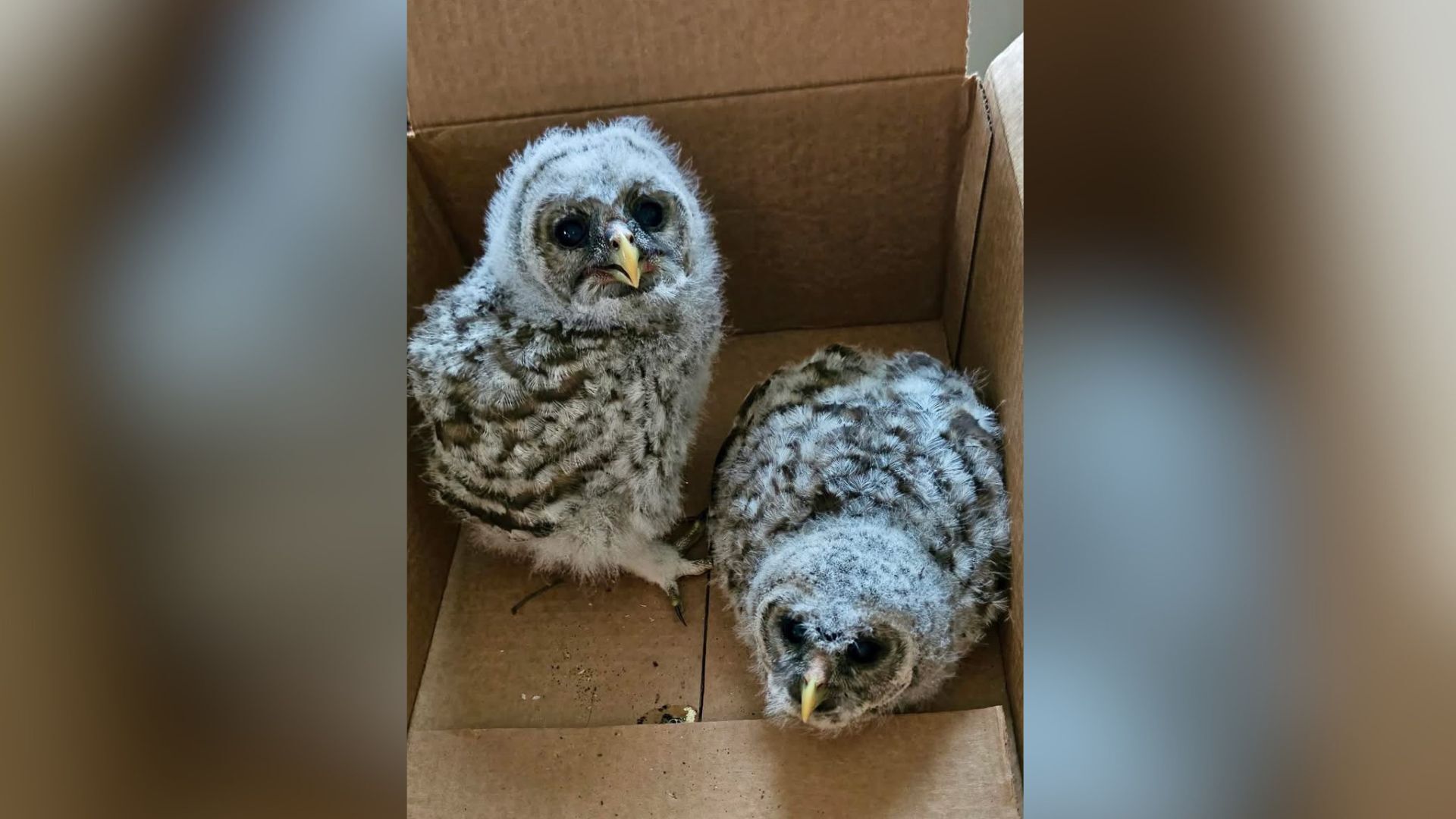 Two owlets rescued during Friday storms, one named 