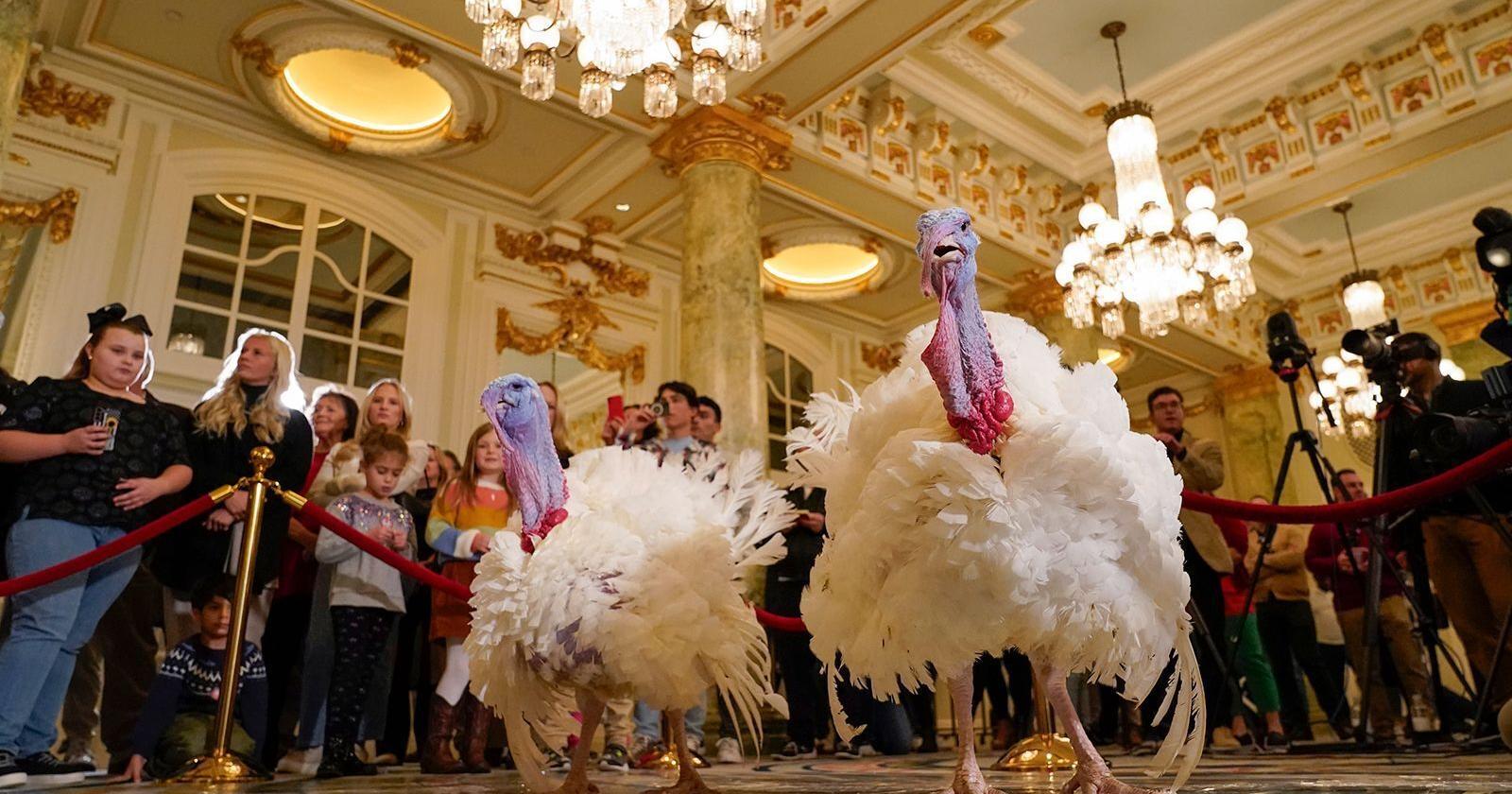 Biden to grant turkey justice as Liberty and Bell ride the gravy train to the White House - Vimarsana News
