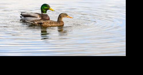 Department of Agriculture suspends waterfowl events amid avian influenza outbreak - Vimarsana News