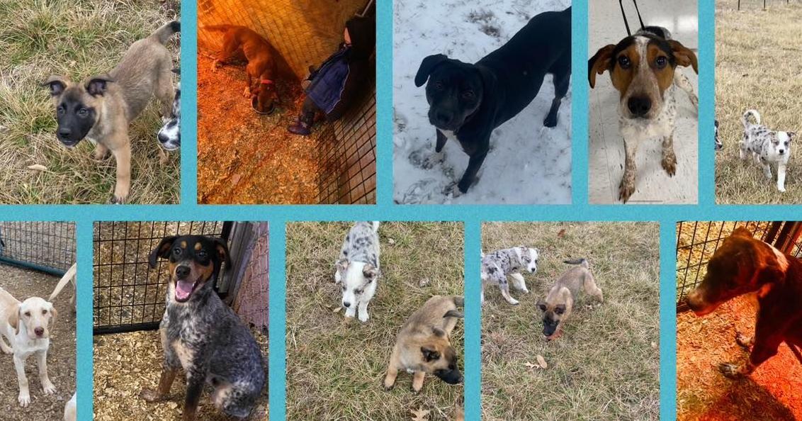Hallsville animal rescue to hold fundraiser after weekend fire kills 26 dogs | Mid-Missouri News Hallsville animal rescue to hold fundraiser after weekend fire kills 26 dogs | Mid-Missouri News