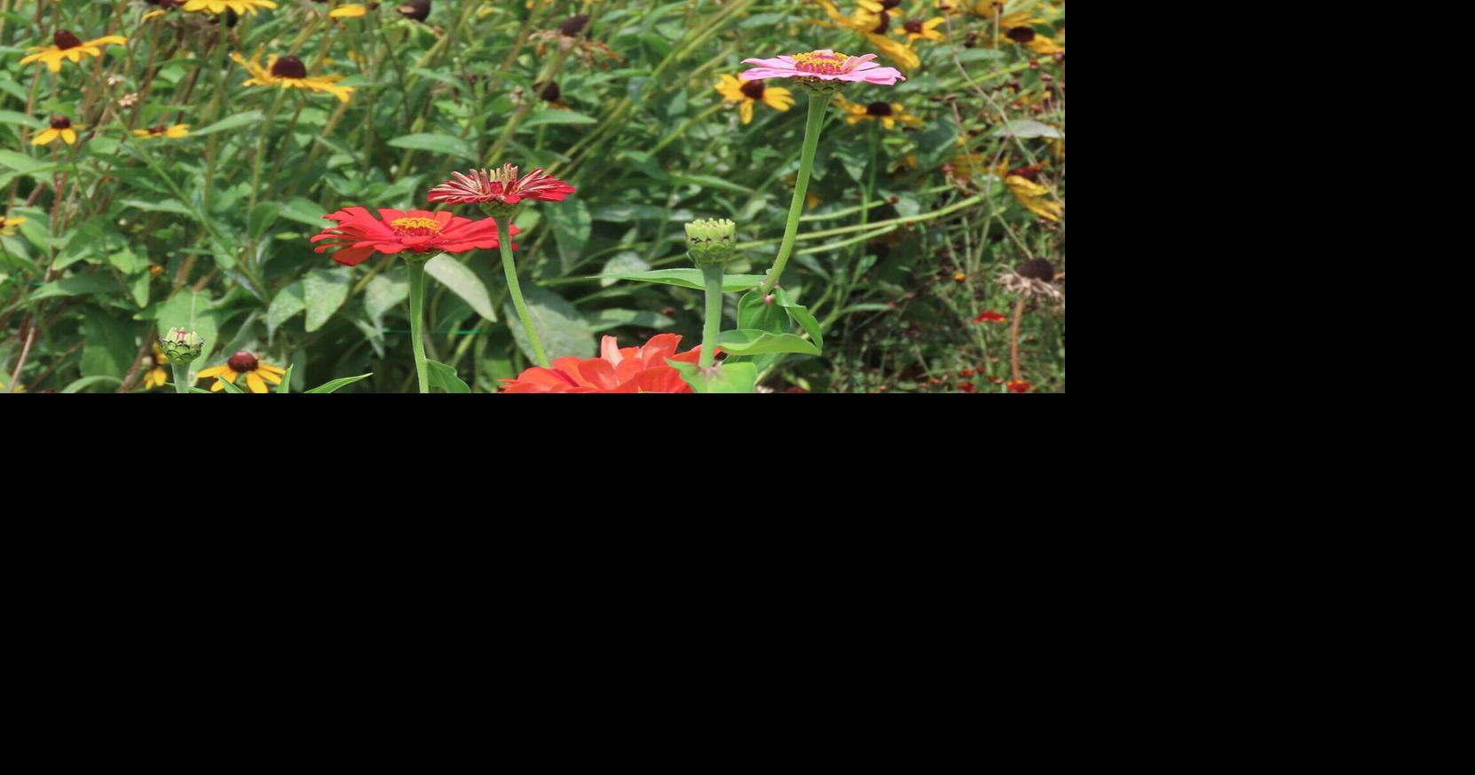 Missouri Department of Conservation to host virtual monarch butterfly program