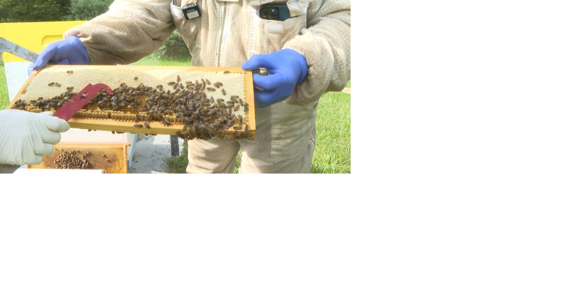 Bee loss linked to food prices, Missouri beekeepers say | Mid-Missouri ...