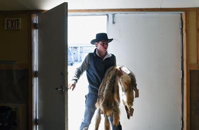 Annual fur auction and trade show brings trappers and buyers together