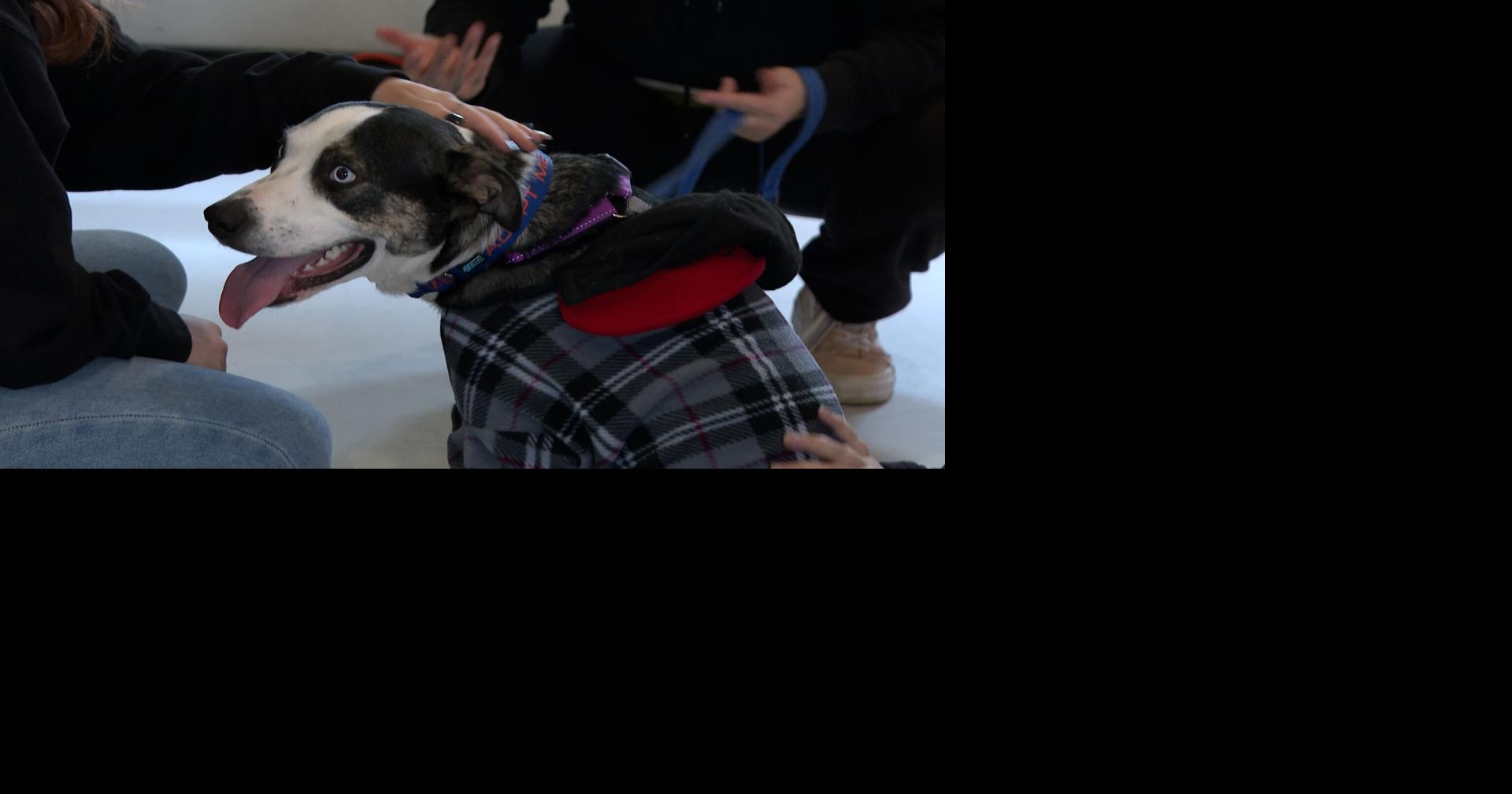 Central Missouri Humane Society to build new location Mid Missouri