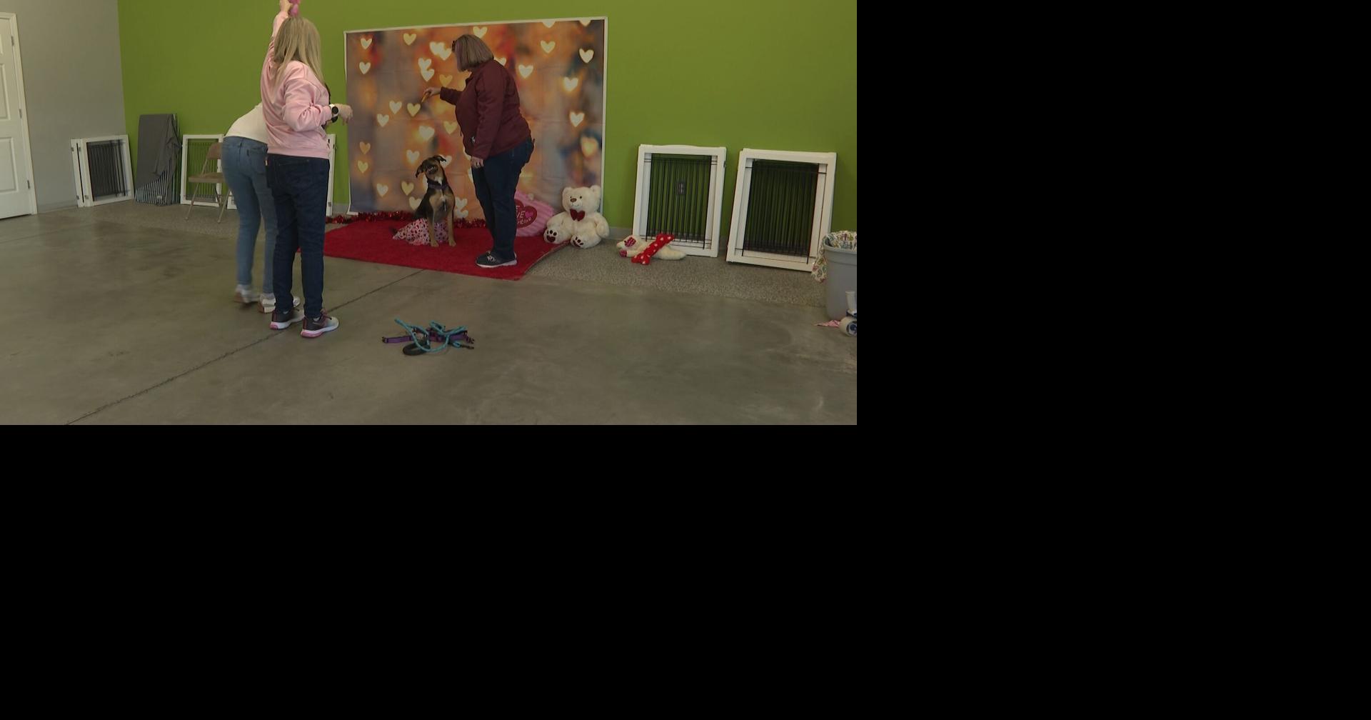 Pets pose to celebrate Valentine's Day, support a dog rescue organization