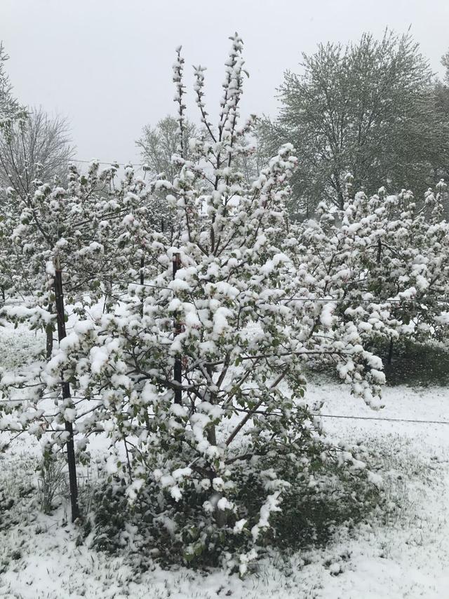 Local fruit tree farmers prepare for potential overnight ...