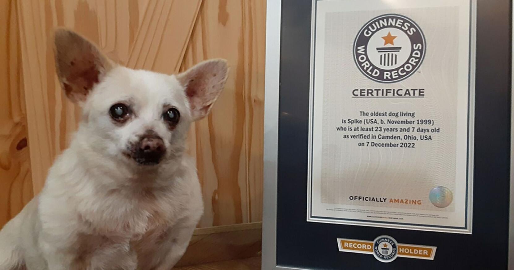 Meet Spike, officially the world's oldest living dog - Vimarsana News