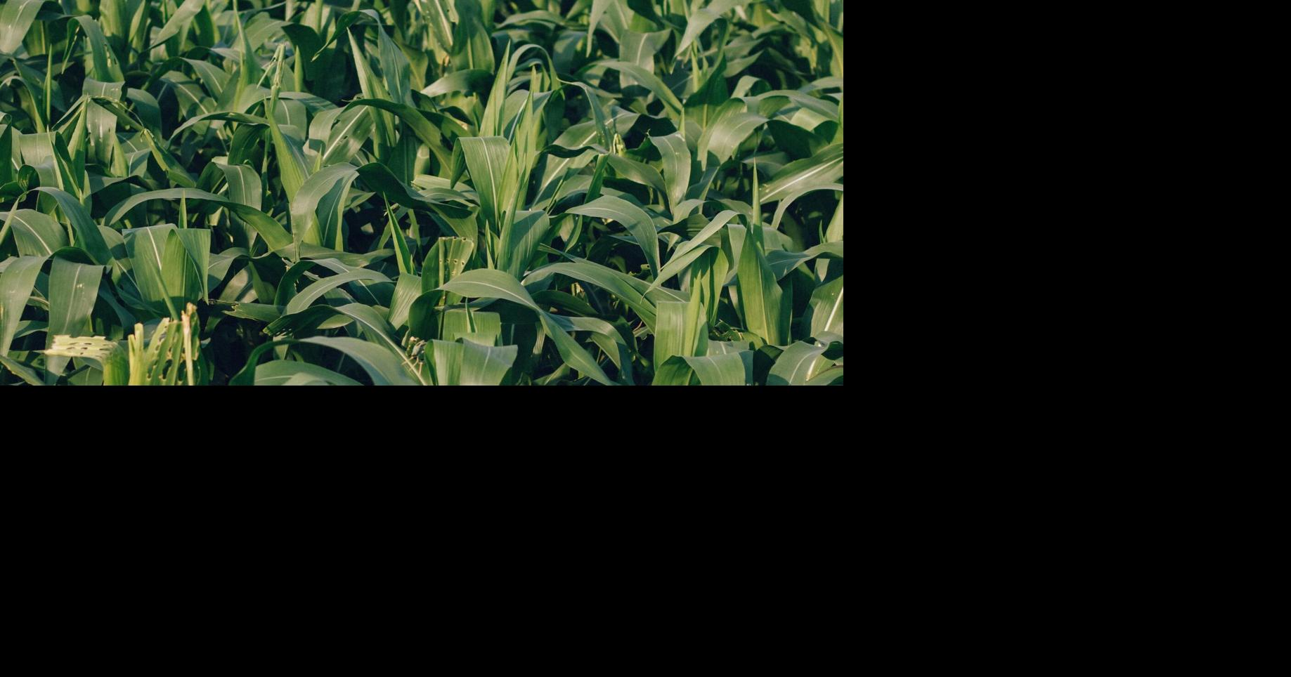 How agriculture plays a role in hot and humid summer days | Severe ...