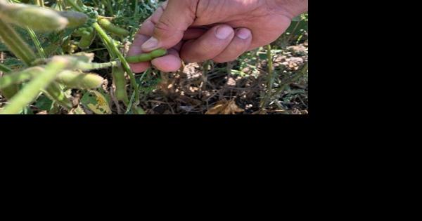 USDA's organic certification aid program now available for Missouri farmers - Vimarsana News