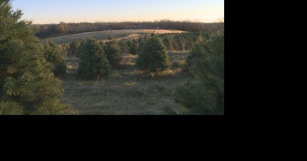 How to dispose of your Christmas tree after the holiday season - Vimarsana News