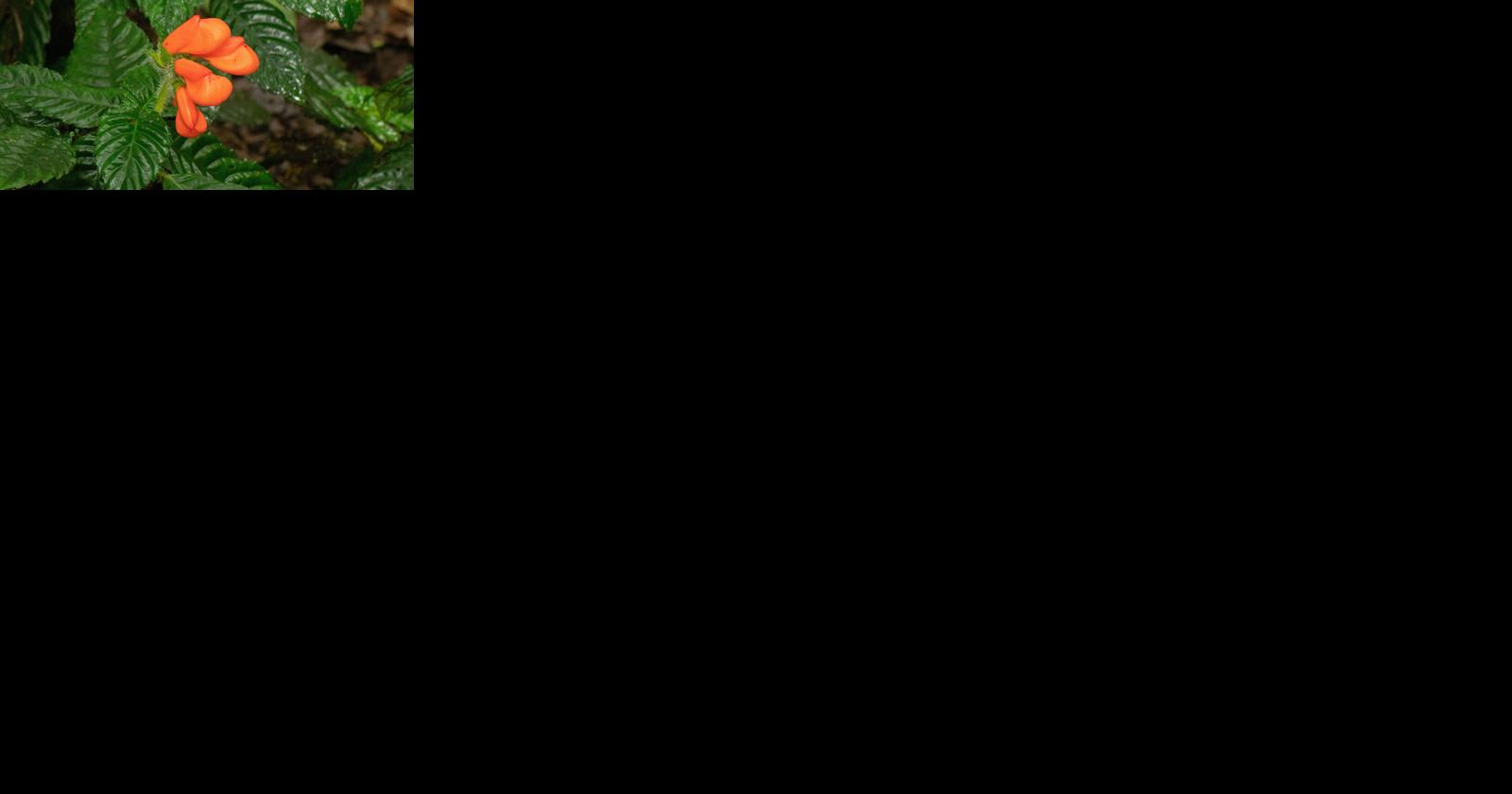 Botanists rediscovered a rare tropical flower thought to be extinct for 36 years - Vimarsana News
