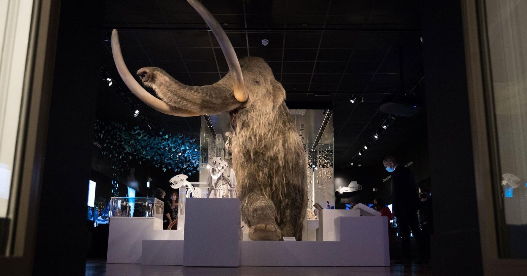 Scientists inch forward in efforts to resurrect an extinct giant - Vimarsana News