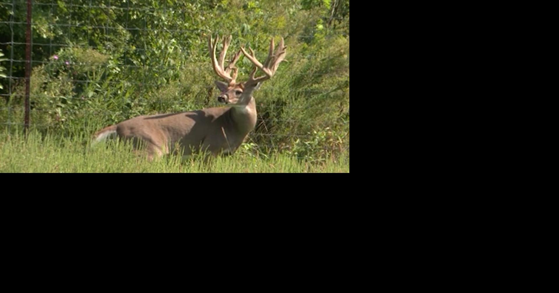 MoDOT study says Missouri ranks 17th in the country in vehicle crashes with wildlife