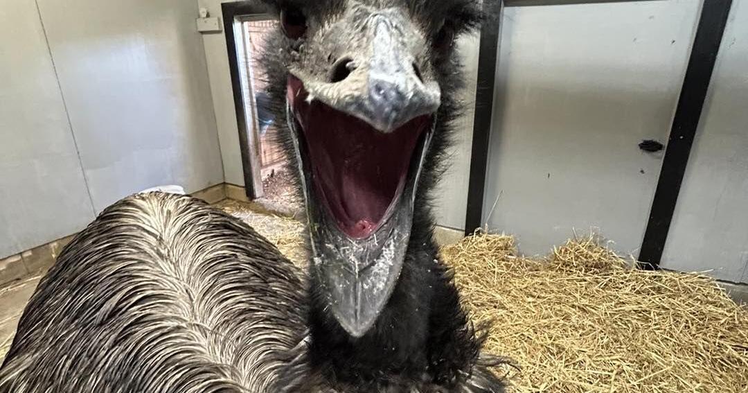 Hailstorm kills an emu at Dickerson Park Zoo