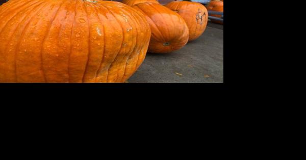 Here's how to properly dispose of your Halloween pumpkin - Vimarsana News