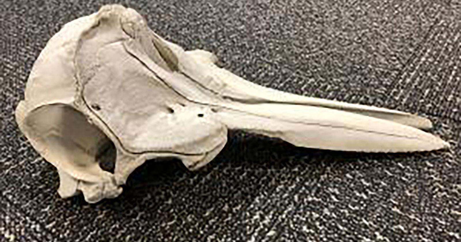 US authorities found young dolphin's skull inside unattended bag at a Detroit airport - Vimarsana News