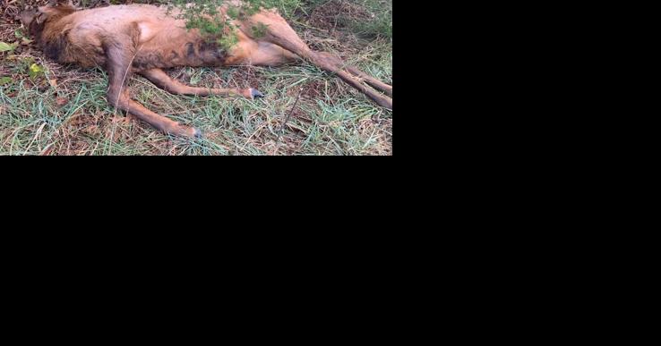 MDC offers reward for information on bull oak poacher | State News - Vimarsana News