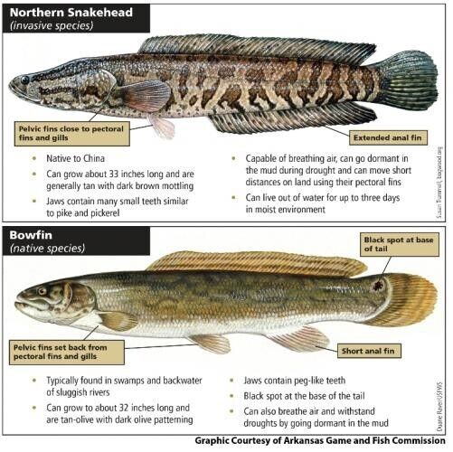 MDC reports northern snakehead, an invasive species, caught in