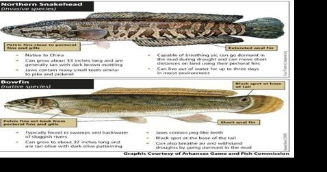 MDC reports northern snakehead, an invasive species, caught in Wayne County - Vimarsana News