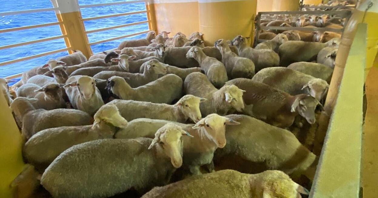 Thousands of sheep and cattle stranded at sea after Red Sea crisis turn back