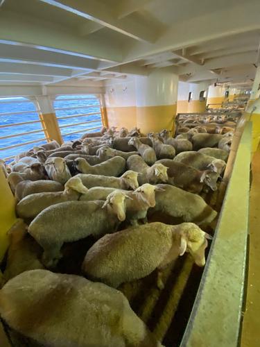 Thousands of sheep and cattle stranded at sea after Red Sea crisis turn  back | | komu.com