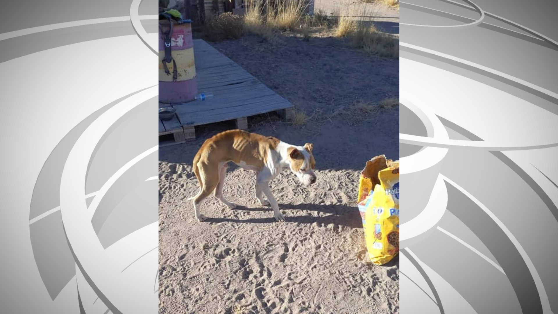 Microchipped Columbia dog found in northeast Arizona desert - Vimarsana News