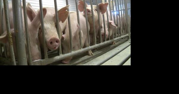 MO Supreme Court upholds legislation regarding concentrated animal feeding operations - Vimarsana News