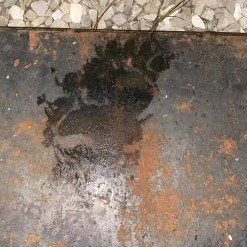 Neighbors react after bear sighting reported in east Ashland Mid