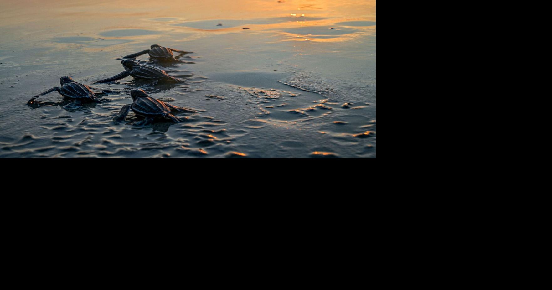 Humans have altered the Earth so much that migratory animals are facing ...