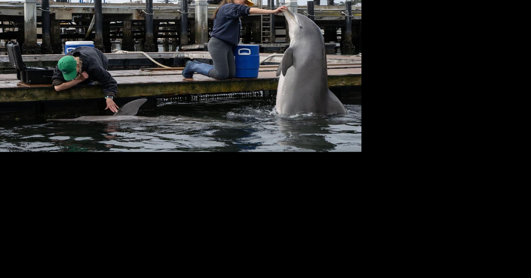 Are military dolphins working in the Strait of Hormuz? Probably not, but they have been part of the US Navy for decades
