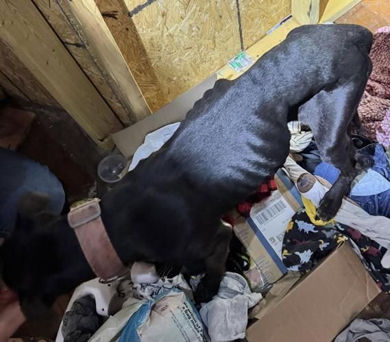 Owners accused of neglect after dogs found malnourished in Chariton County