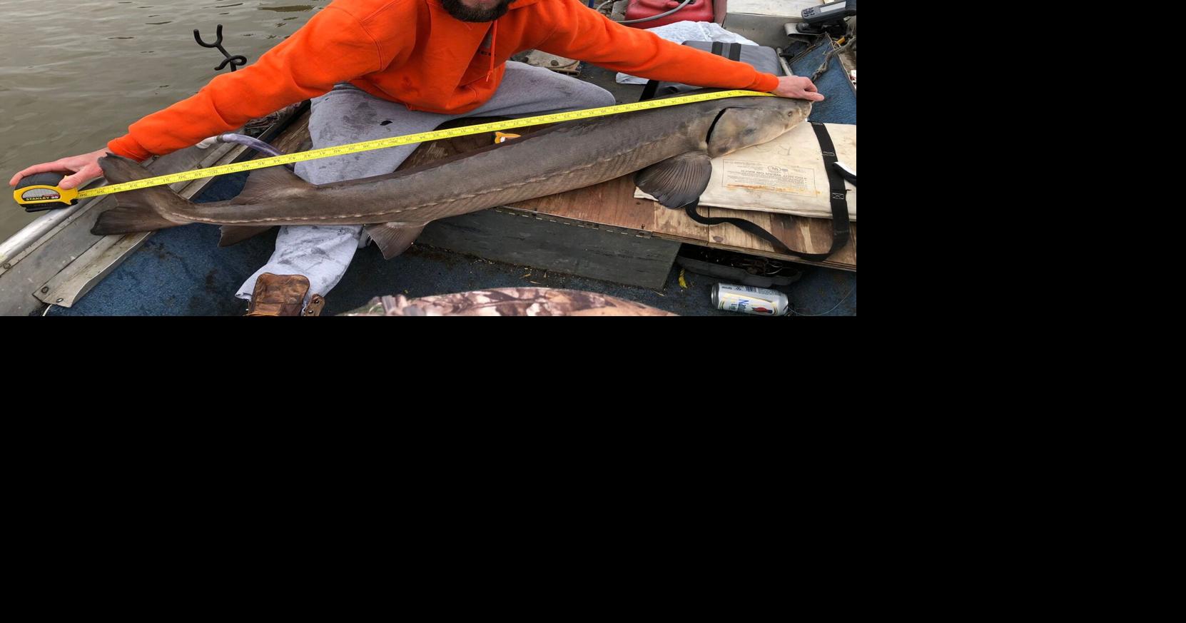 Missouri man catches rare 50-pound sturgeon in Lake of the Ozarks