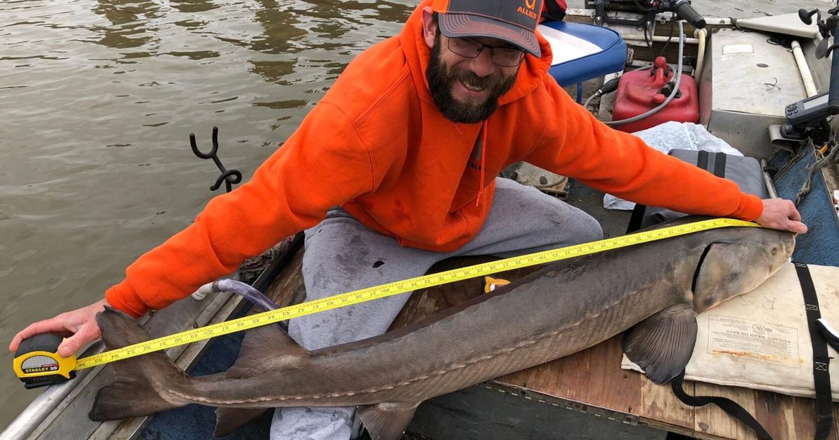 Missouri man catches rare 50-pound sturgeon in Lake of the Ozarks Missouri man catches rare 50-pound sturgeon in Lake of the Ozarks
