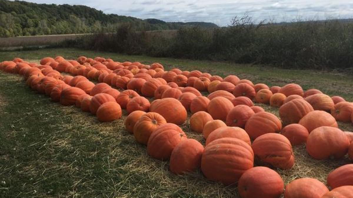 Hartsburg Pumpkin Festival Celebrates 25 Years News Komu Com Hartsburg Pumpkin Festival 2022