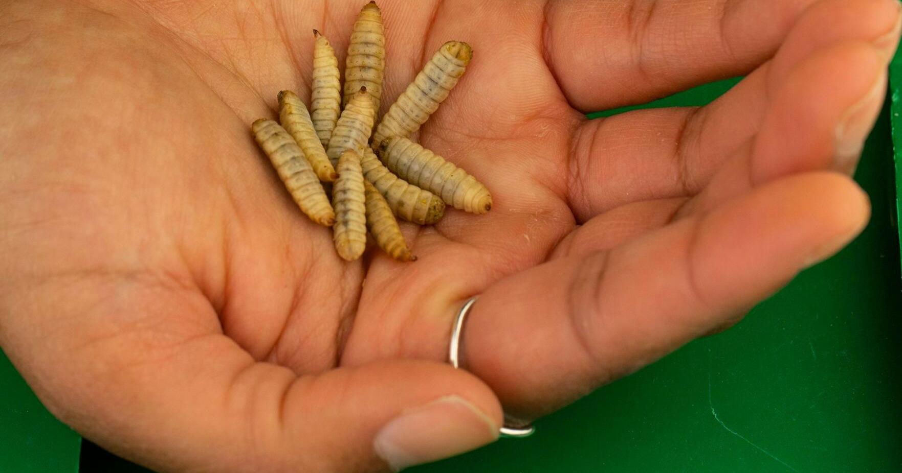 Tyson Foods, one of the biggest meat producers, is investing in insect protein - Vimarsana News