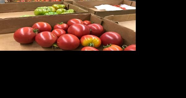 MU's Tomato Festival will return after a four-year hiatus - Vimarsana News