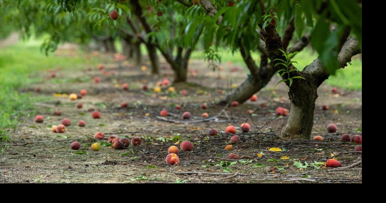 Georgia, the Peach State, is out of peaches. Here’s why, and how locals are coping